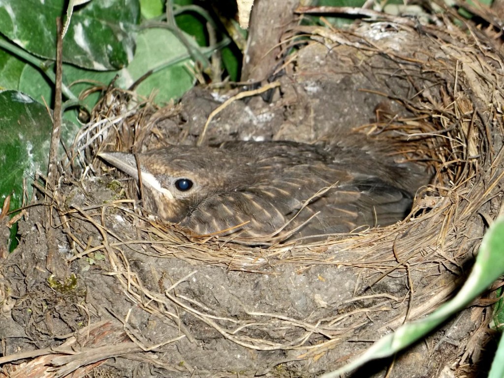 amsel02